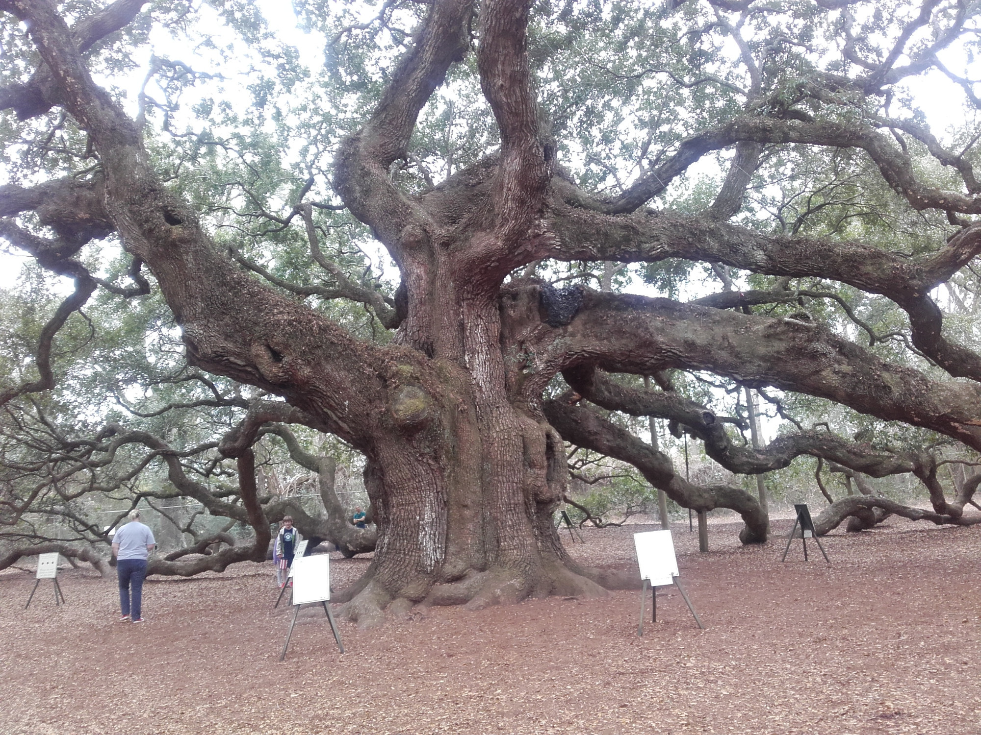 Angel Oak, tree believed to be between 00 & 400 years old.Desgnated an historical site within a city park