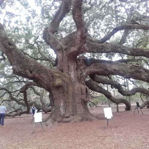 Angel Oak, tree believed to be between 00 & 400 years old.Desgnated an historical site within a city park