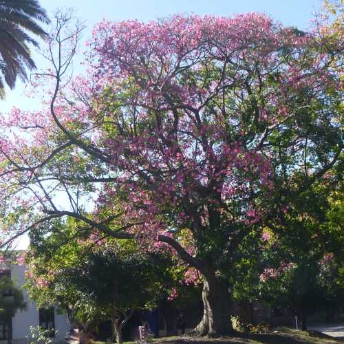 Pink Trumpet Tree