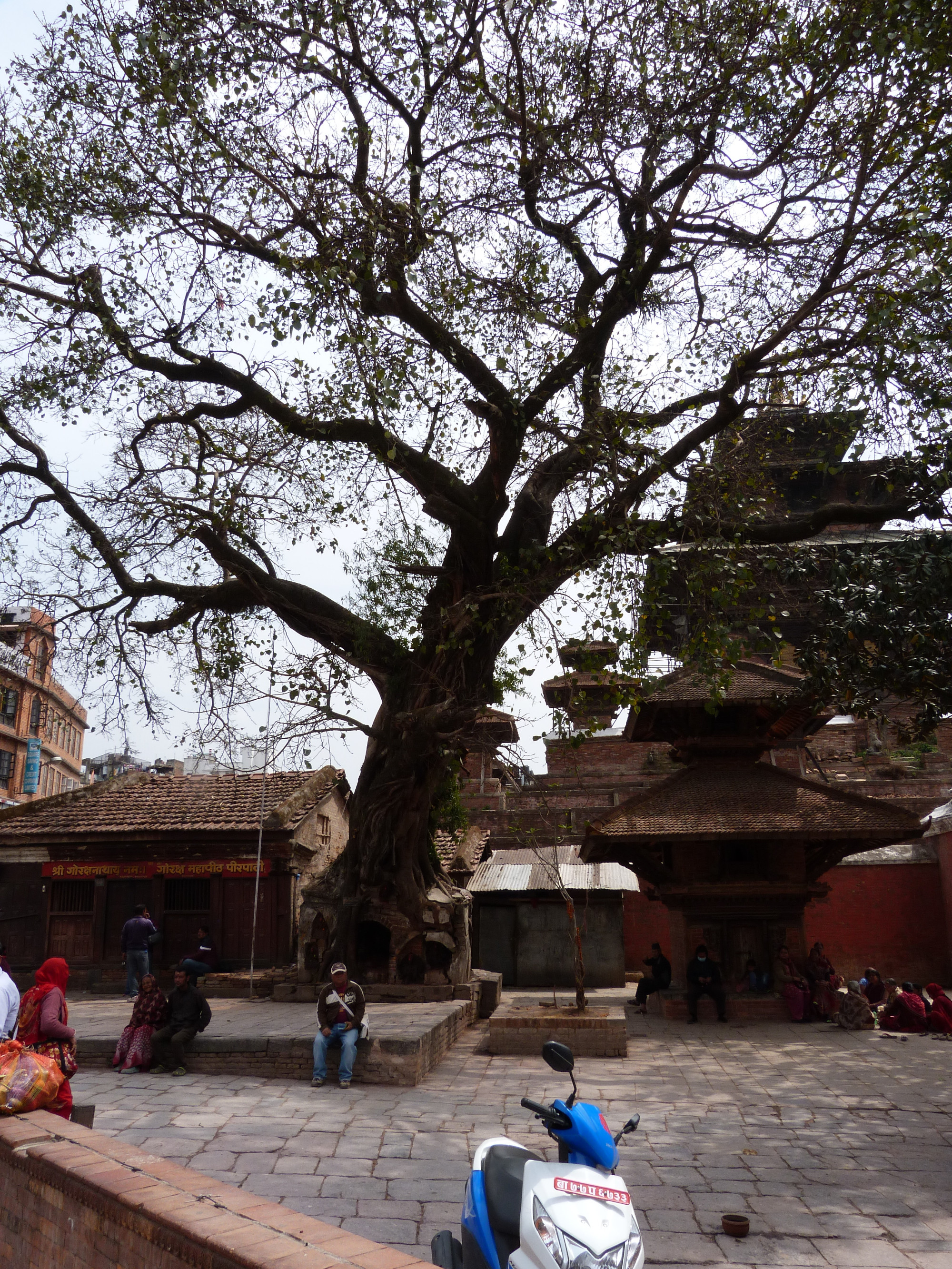 Sacred Fig Tree above Shrine