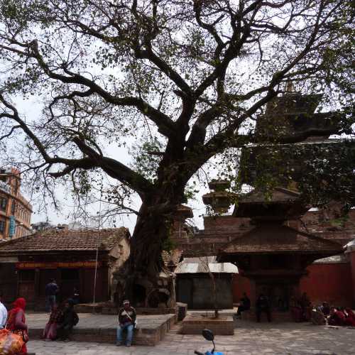 Sacred Fig Tree above Shrine