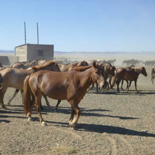 Large herd wild horses