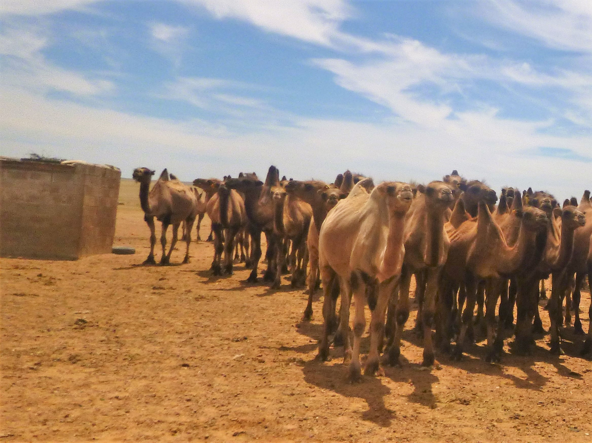 Large herd camels Gobi Plai