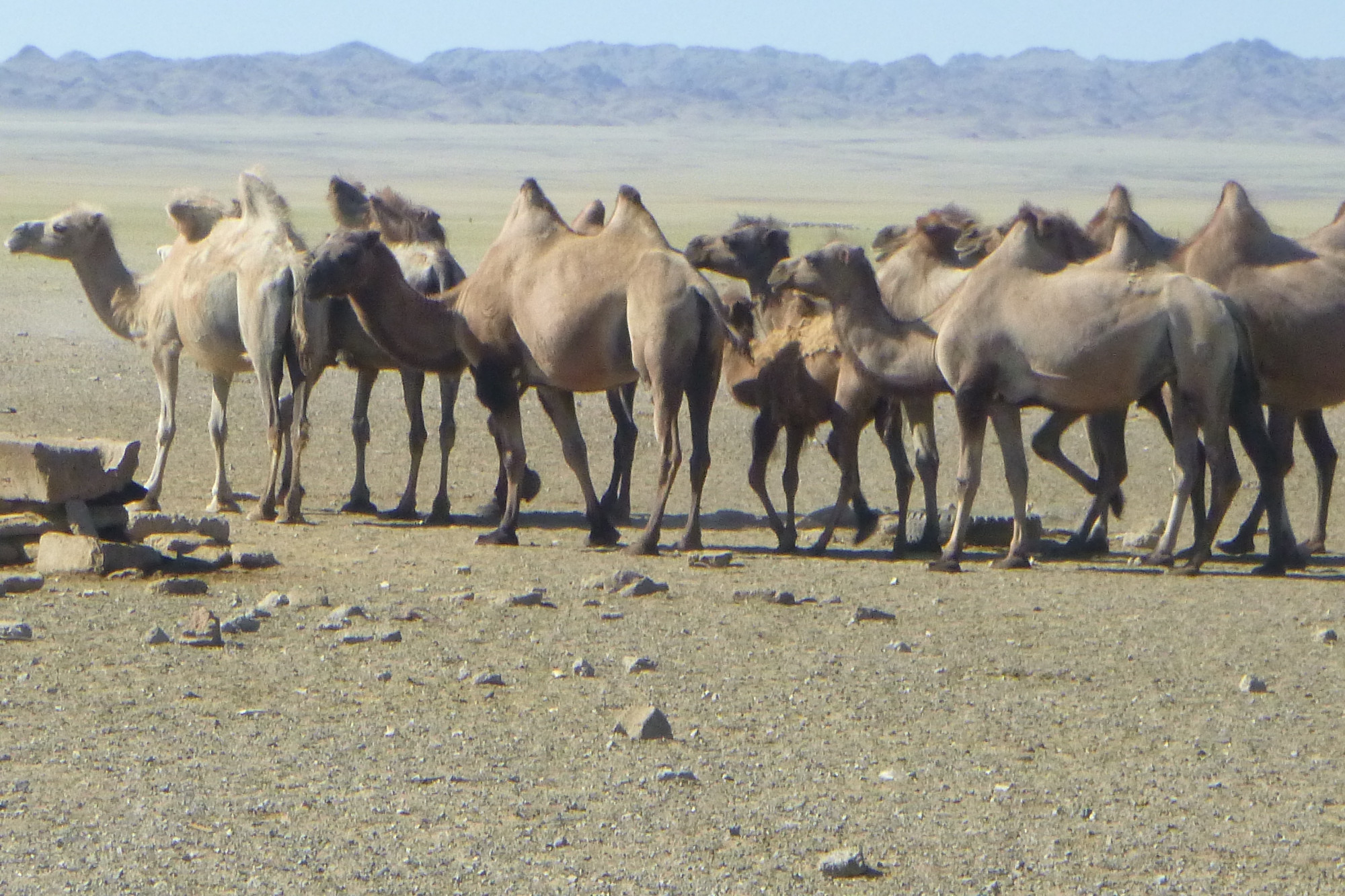 Herds of camels as well