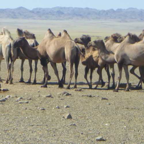 Herds of camels as well