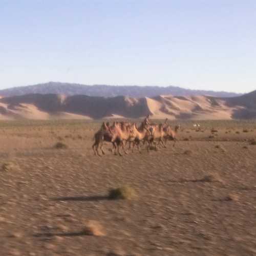 Camels withsand dunes in distance