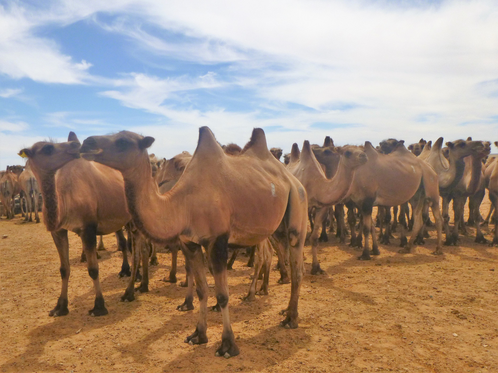 large herd Camels on the Gobi Plain