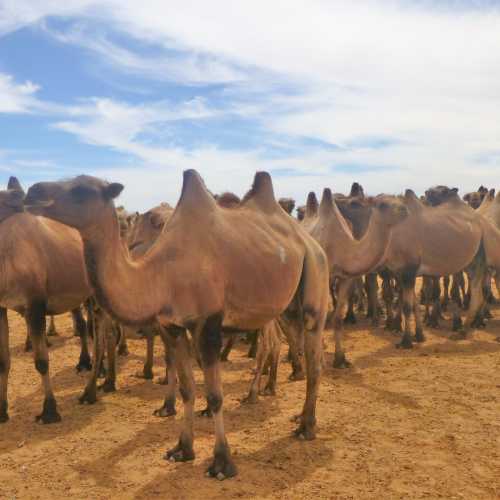 large herd Camels on the Gobi Plain