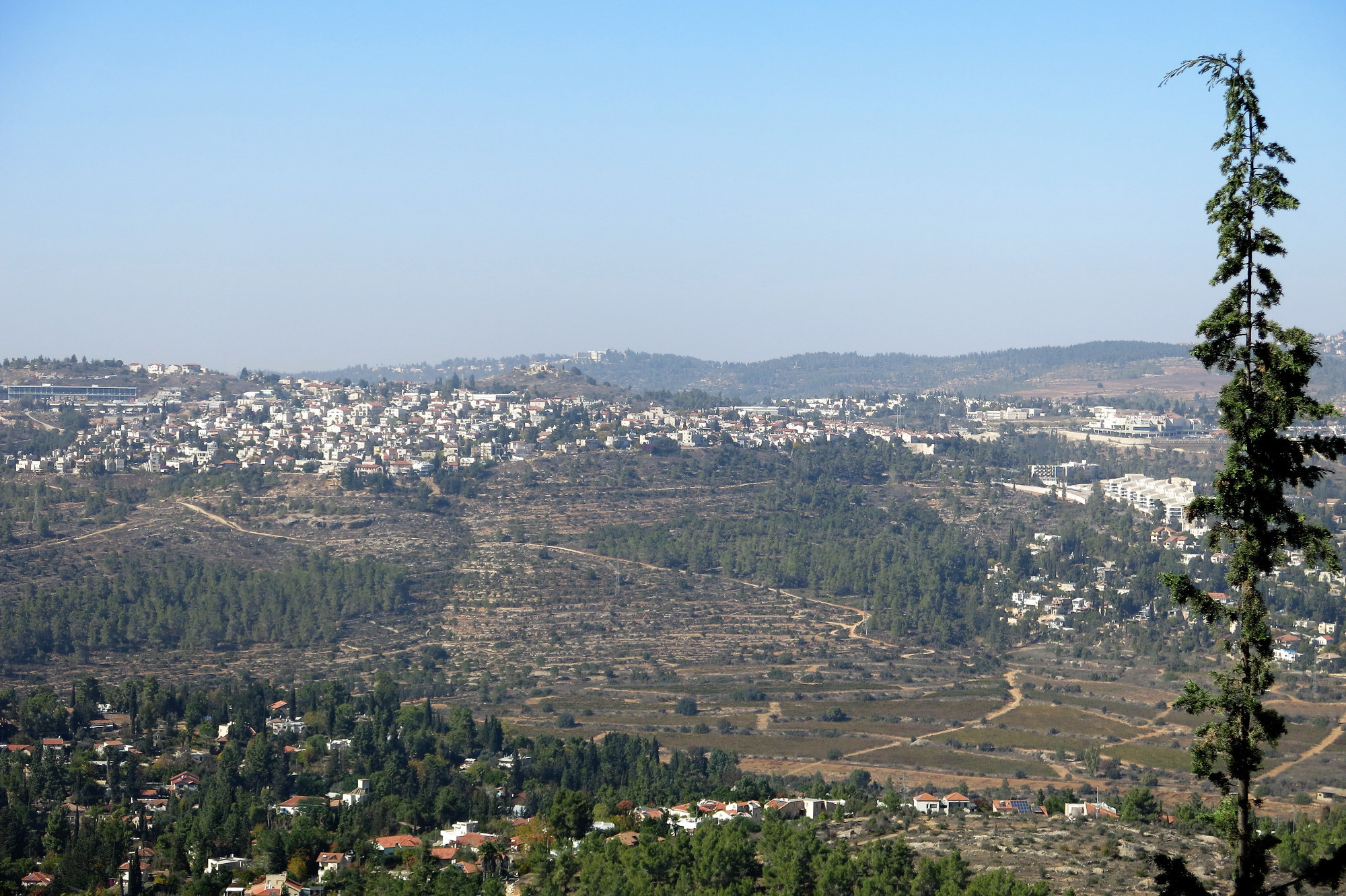 Jerusalem Forest