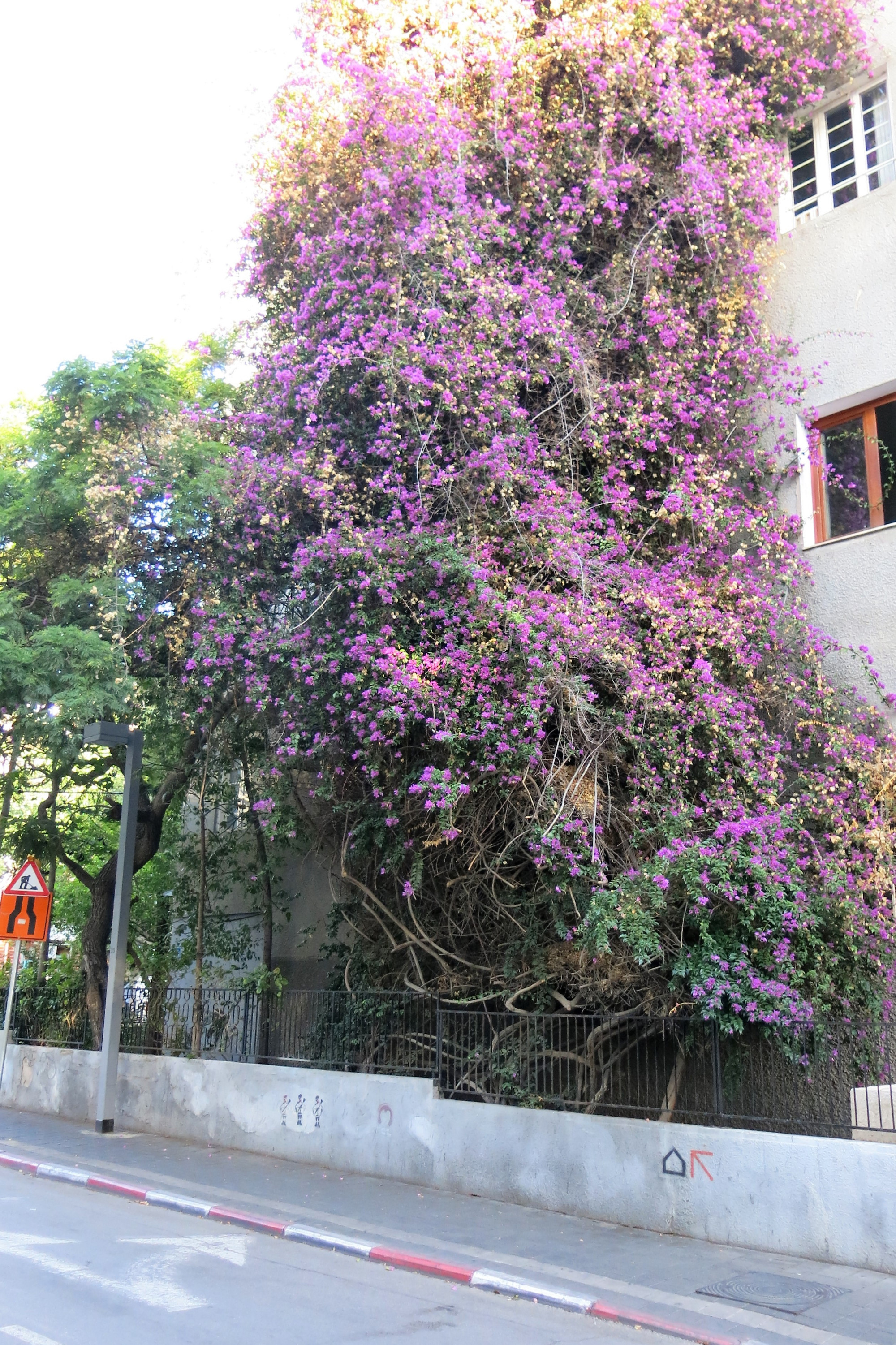 Bougainvillea flowers climbing house wall in White City area Tel Aviv