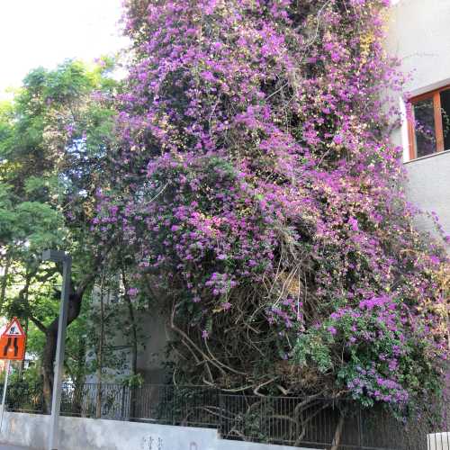 Bougainvillea flowers climbing house wall in White City area Tel Aviv