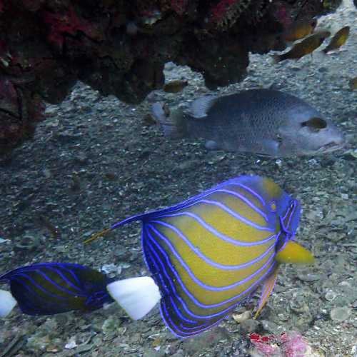 Boonsung Wreck, Thailand