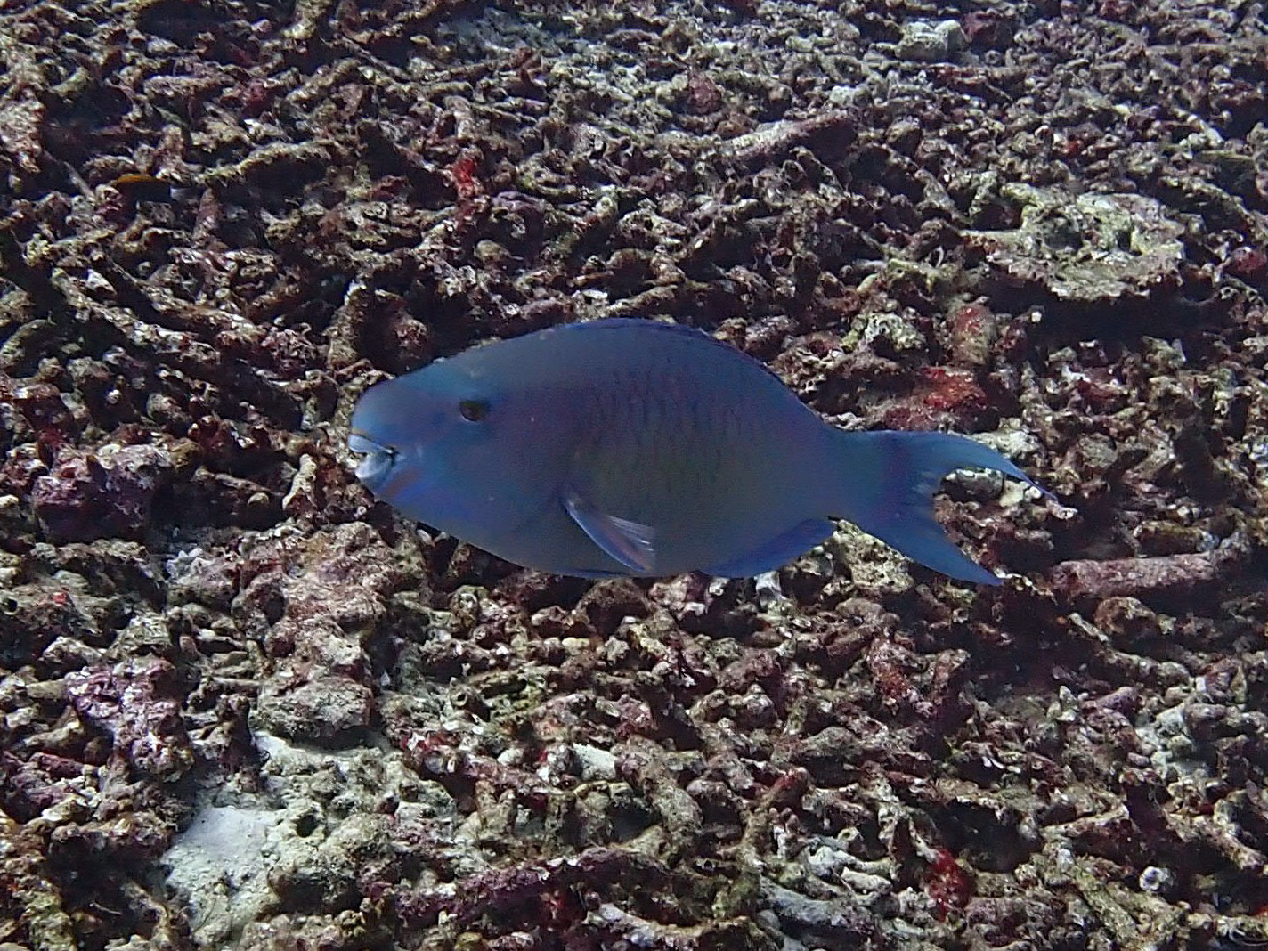 Koh Bon Similan Islands, Thailand