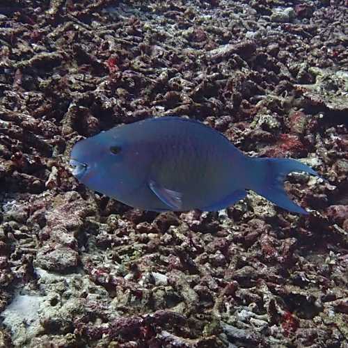 Koh Bon Similan Islands, Thailand