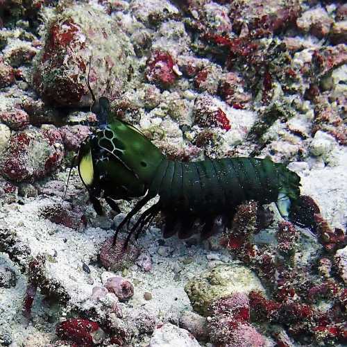 Koh Bon Similan Islands, Thailand