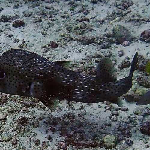 Koh Bon Similan Islands, Thailand