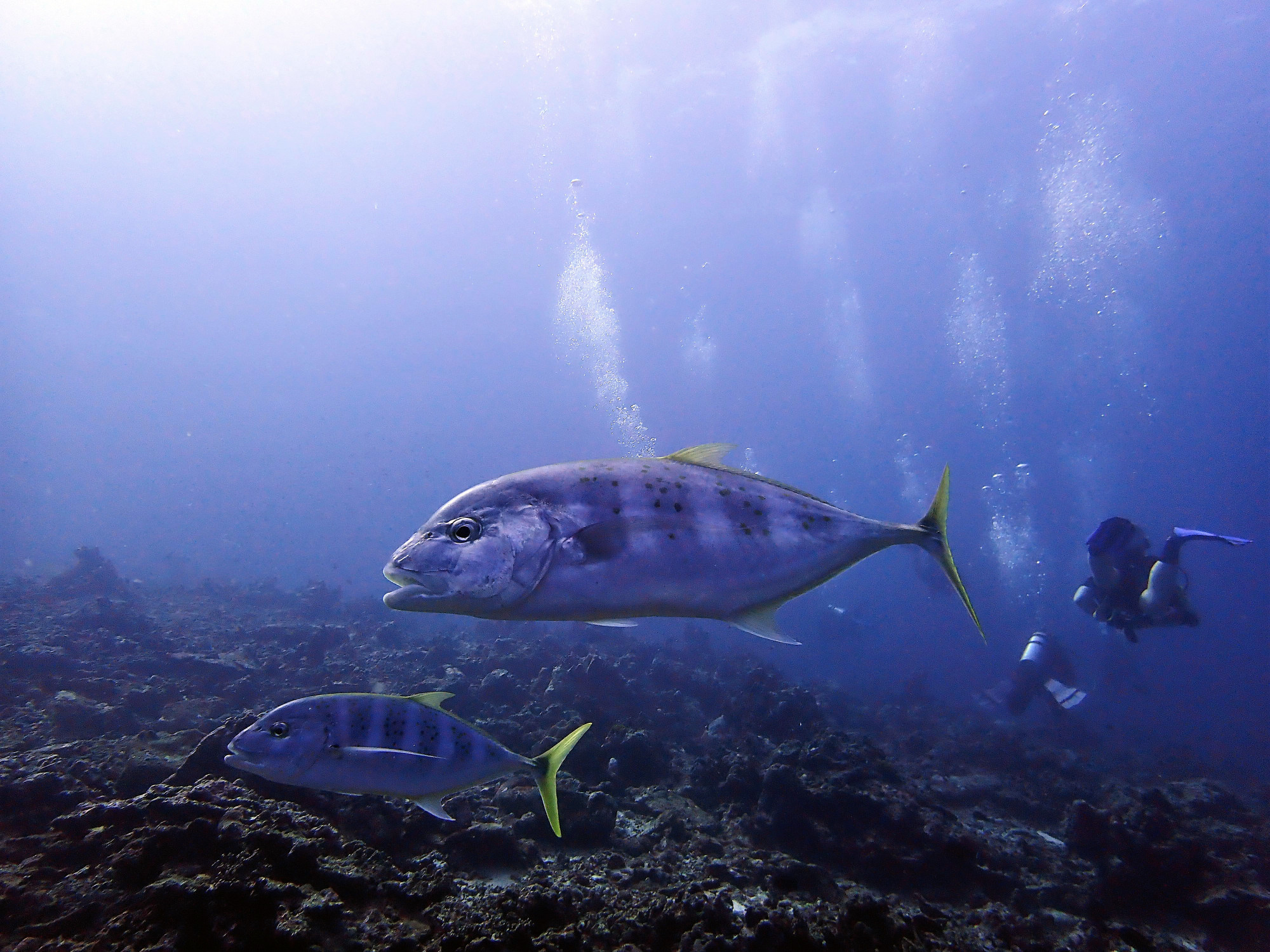 Koh Bon Similan Islands, Thailand