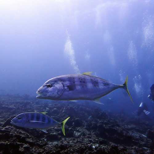 Koh Bon Similan Islands, Thailand