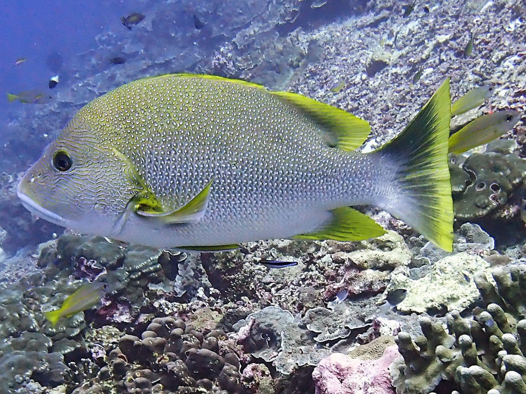 Koh Bon Similan Islands, Thailand