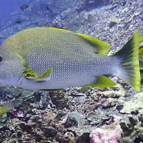 Koh Bon Similan Islands, Thailand