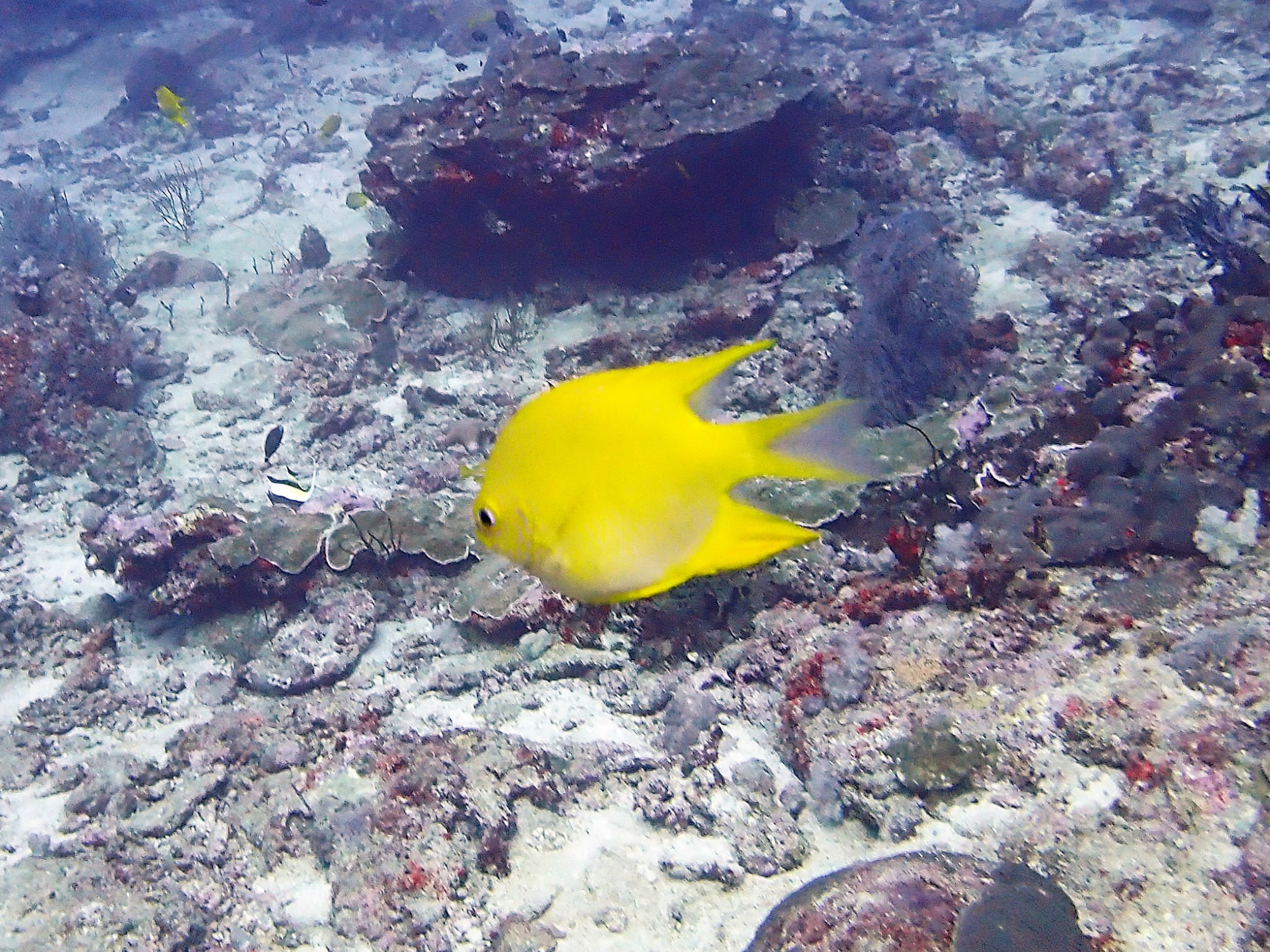 Richelieu Rock Surin, Thailand