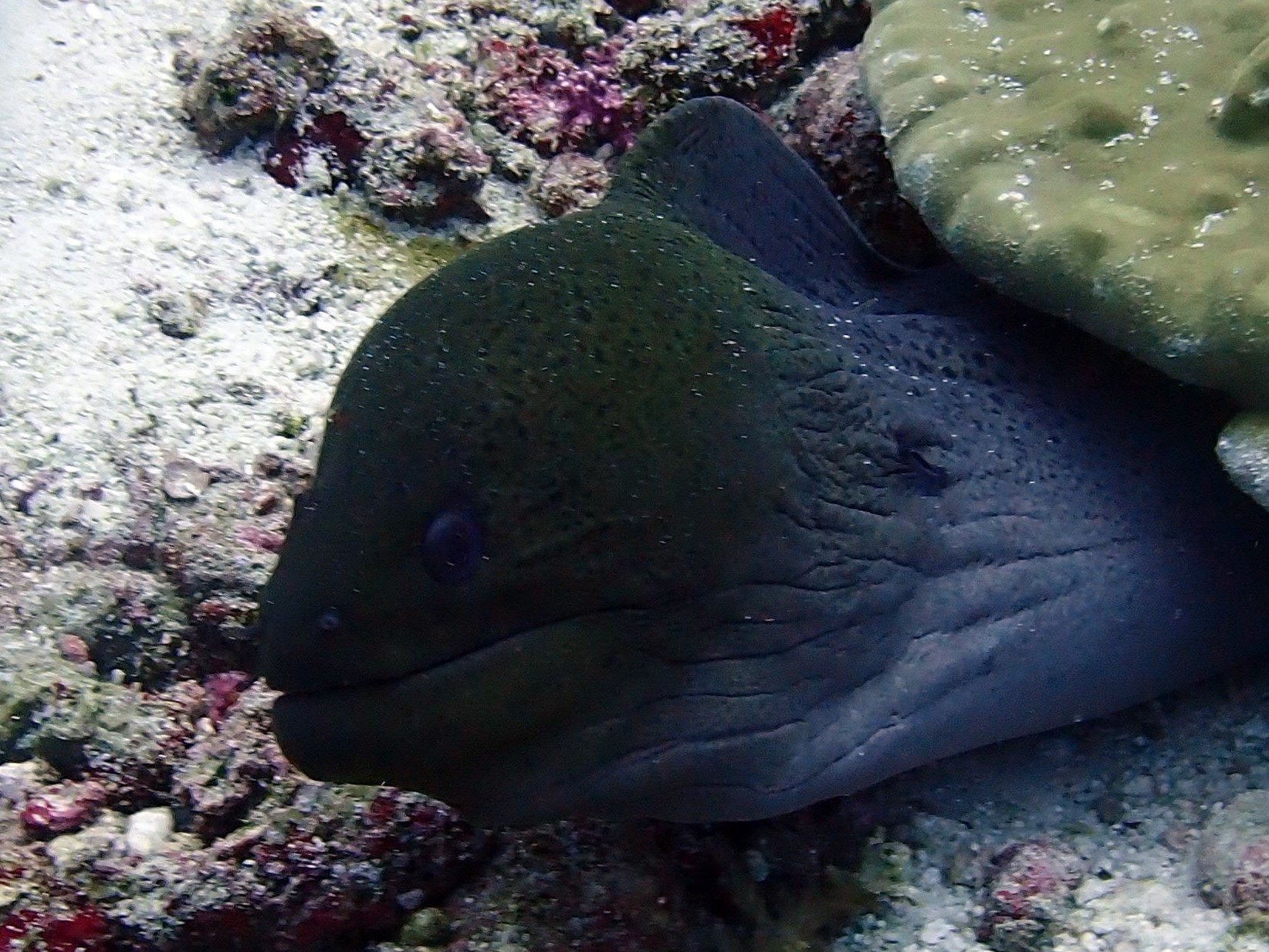 Koh Bon Similan Islands, Thailand