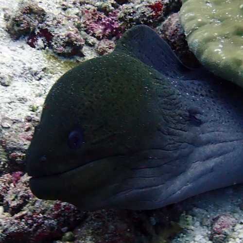 Koh Bon Similan Islands, Thailand