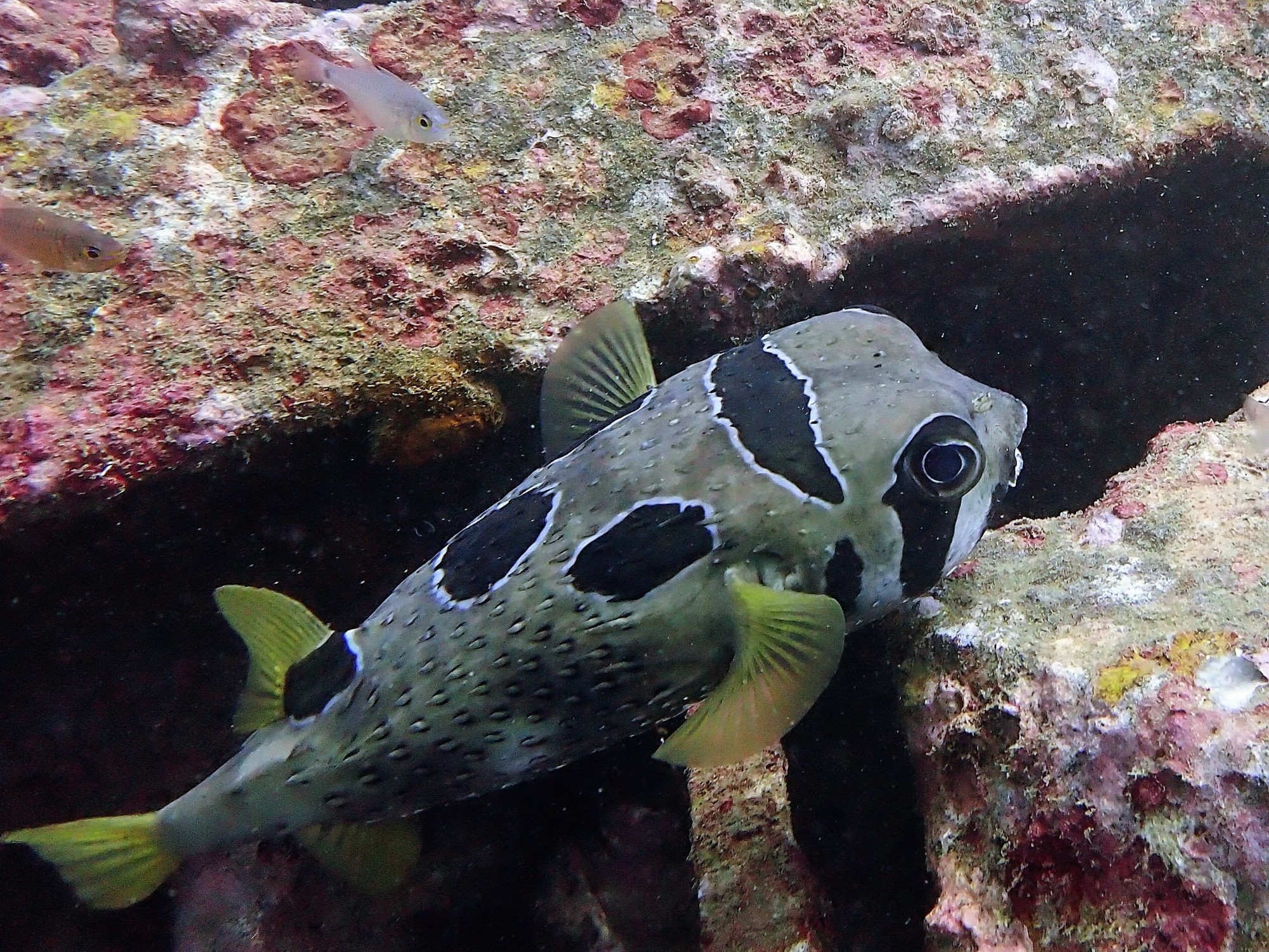 Boonsung Wreck, Thailand