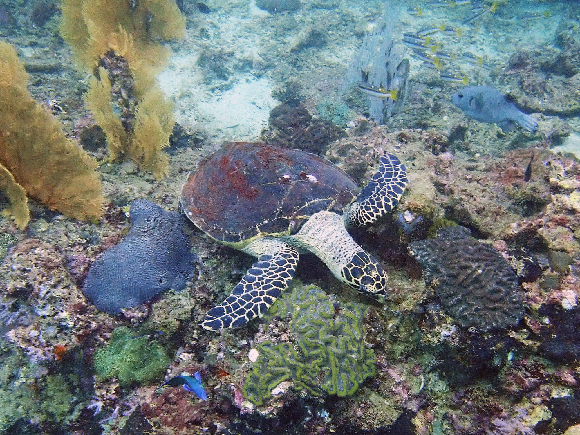 Turtle Rock, Таиланд