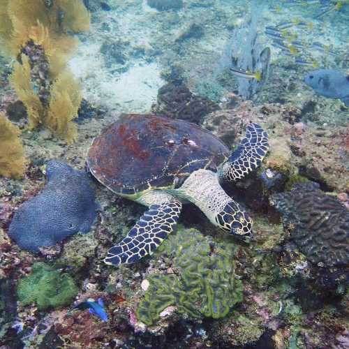 Turtle Rock, Thailand