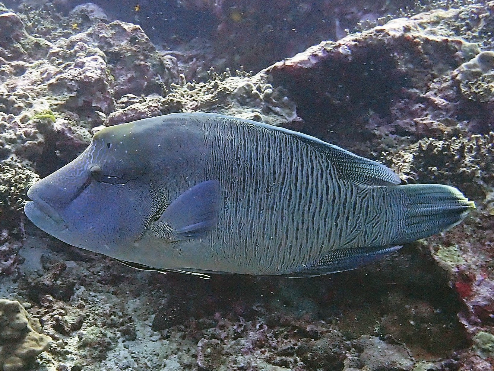 Koh Bon Similan Islands, Thailand