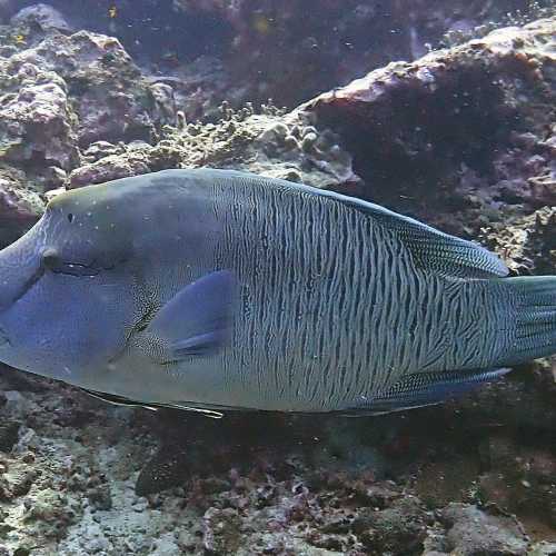 Koh Bon Similan Islands, Thailand