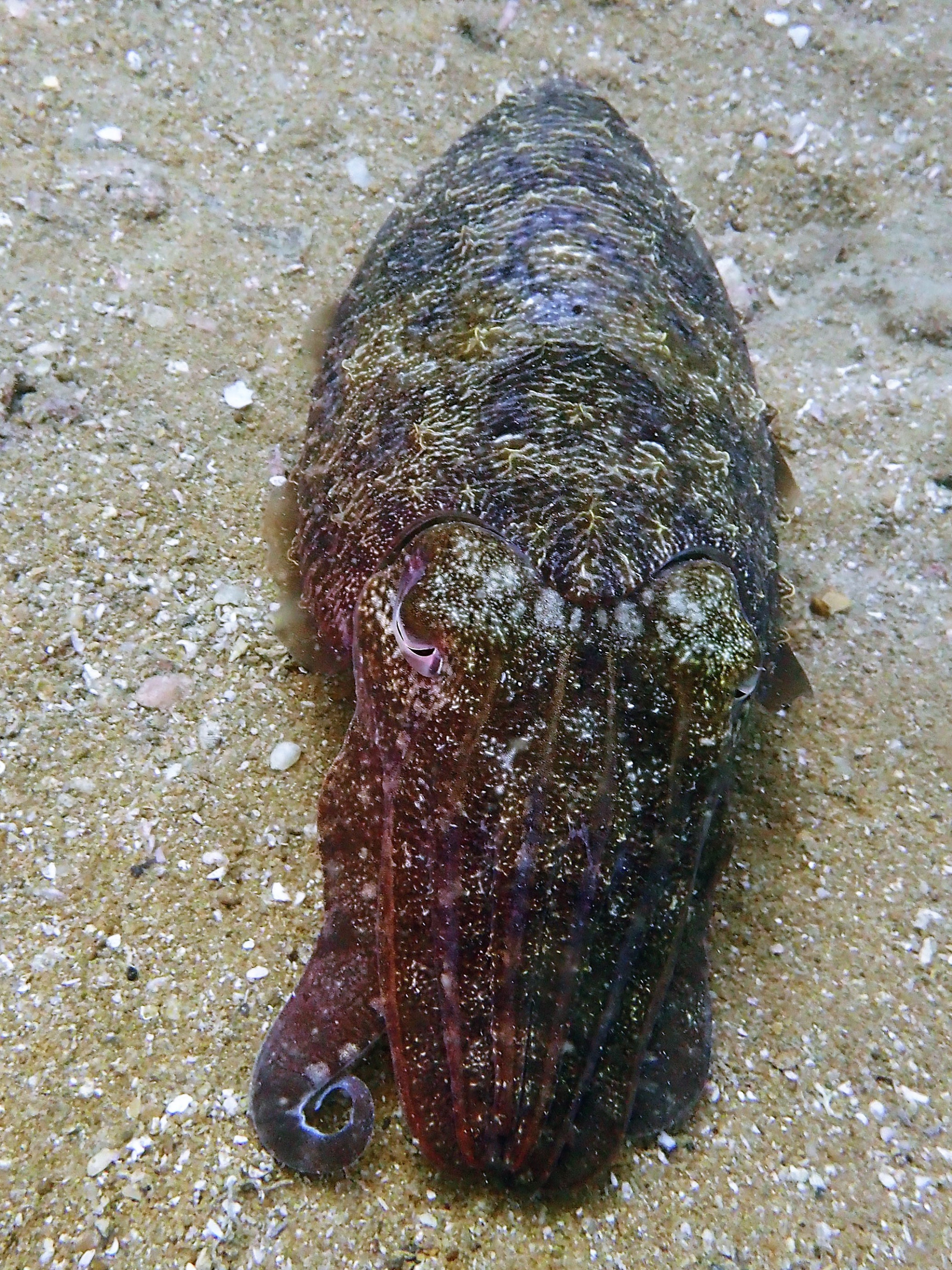 Boonsung Wreck, Thailand