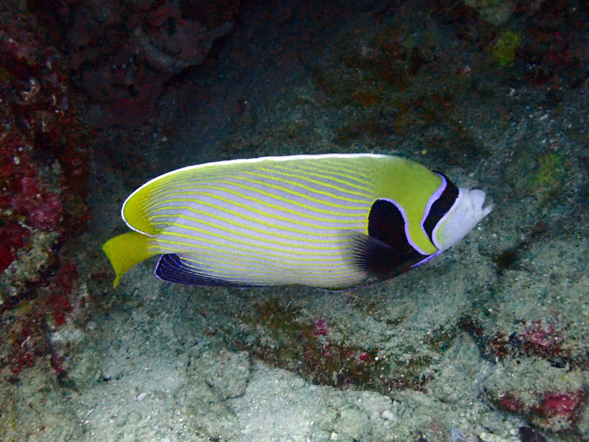 Koh Bon Similan Islands, Thailand