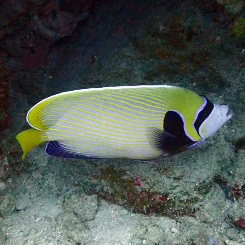 Koh Bon Similan Islands, Thailand