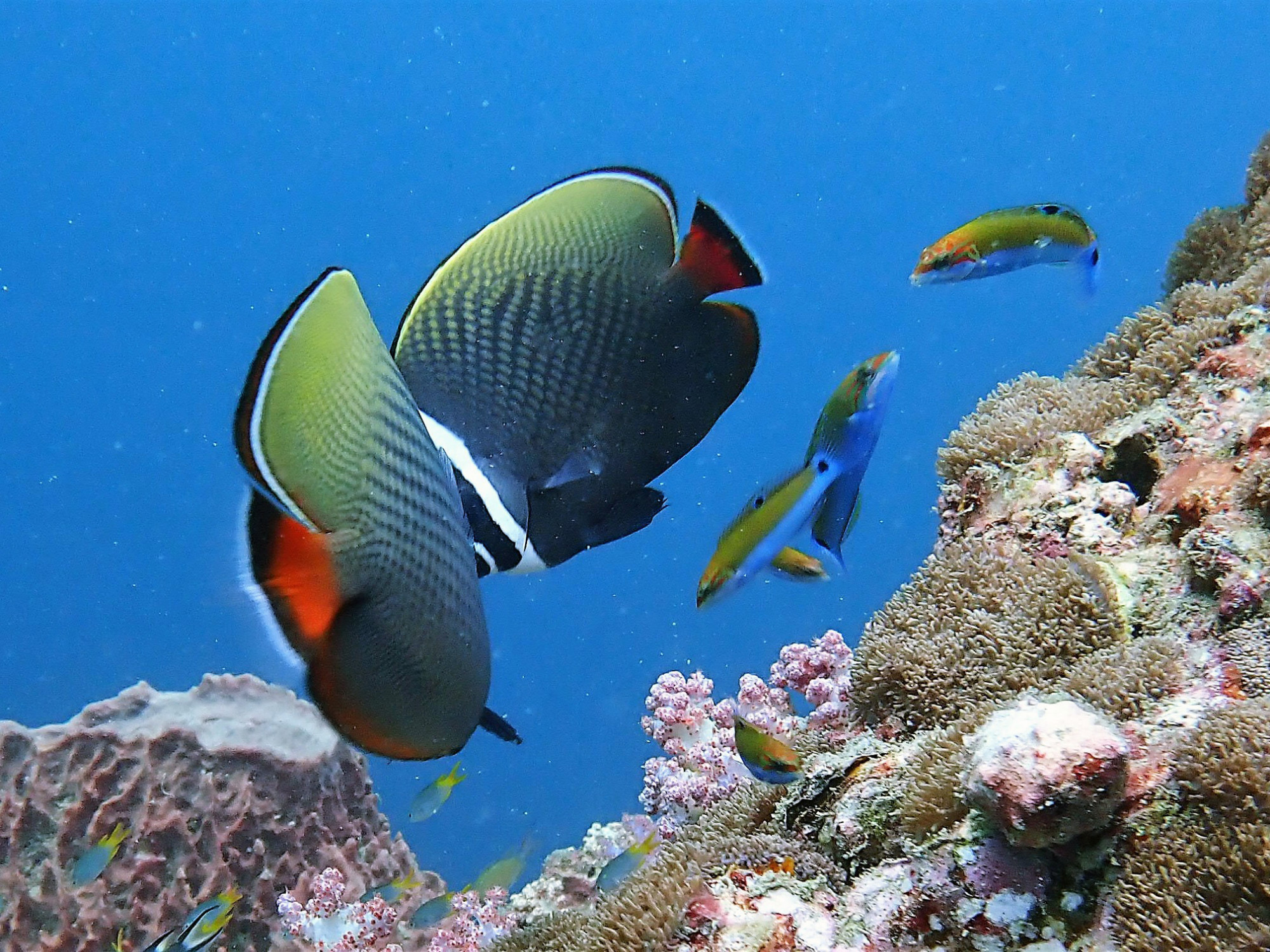 ko bida nok, Thailand