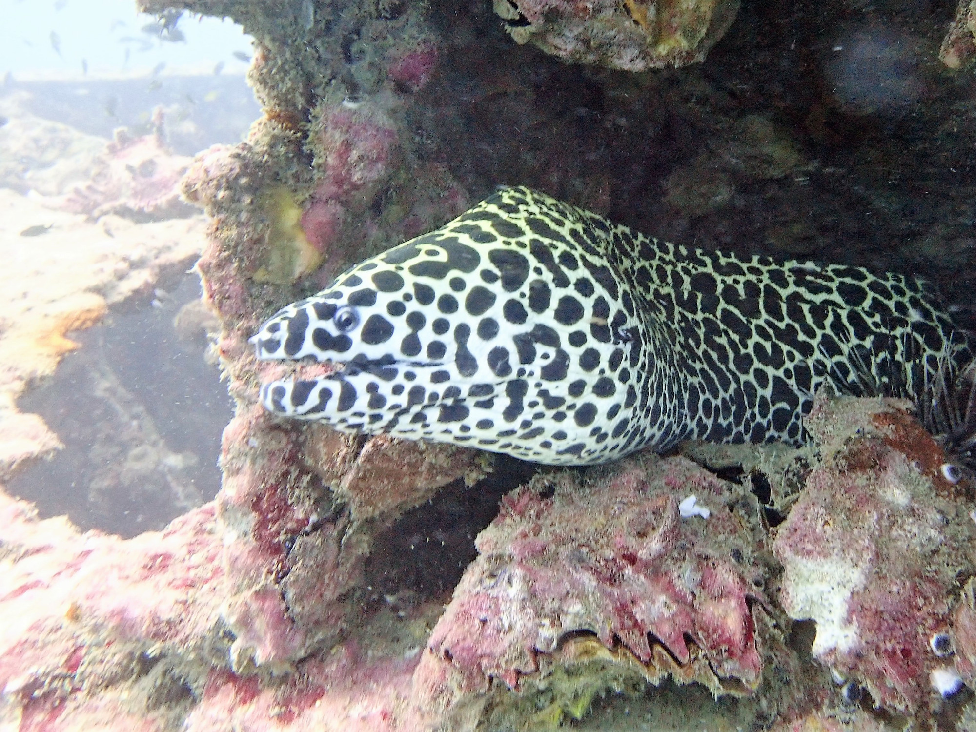 Boonsung Wreck, Thailand