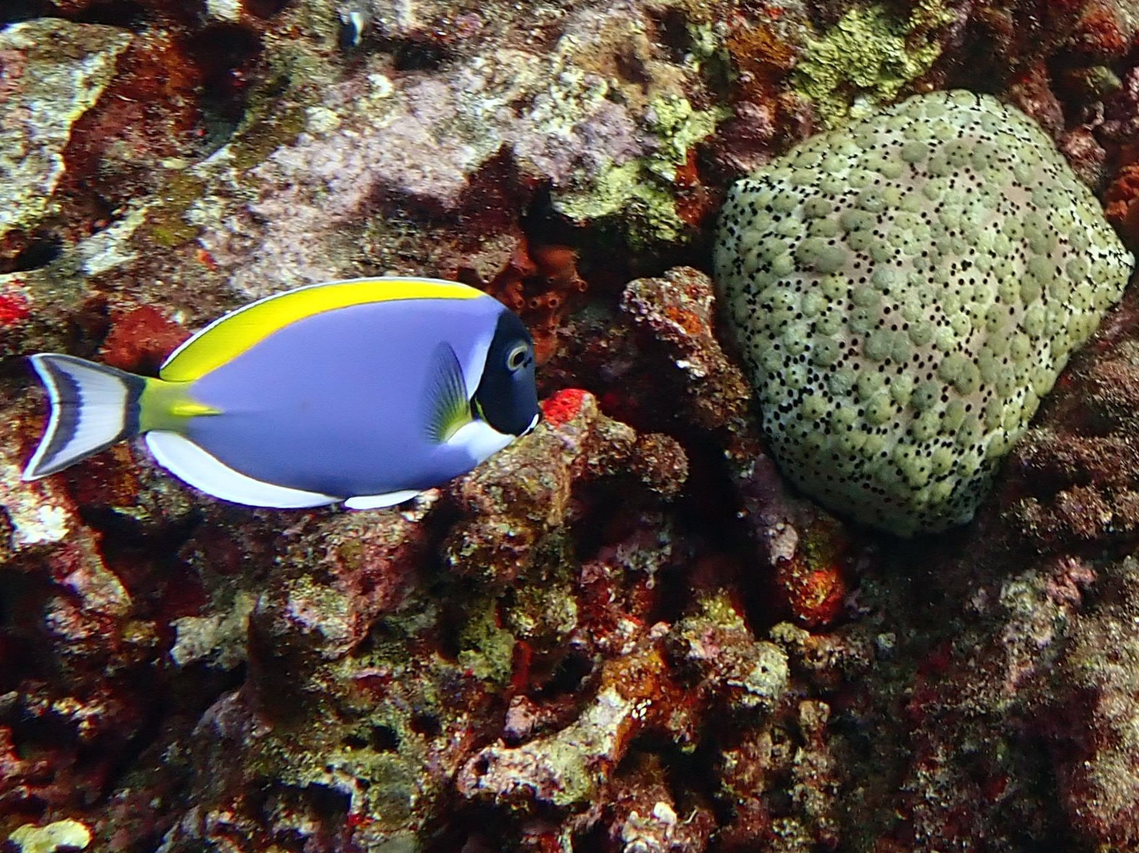 Koh Bon Similan Islands, Thailand