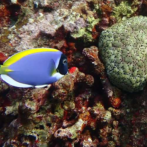 Koh Bon Similan Islands, Thailand