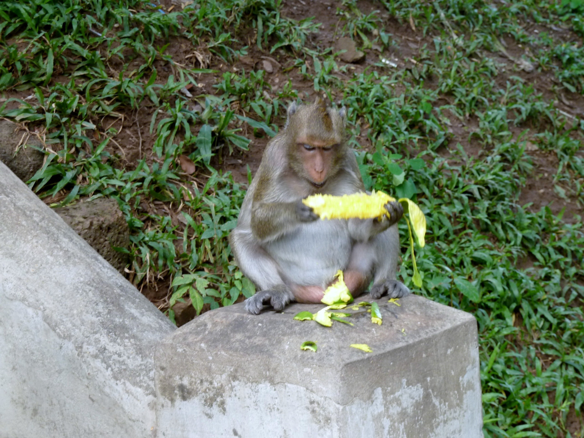 Random Monkey at Temple