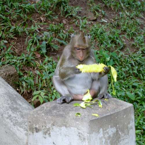 Random Monkey at Temple