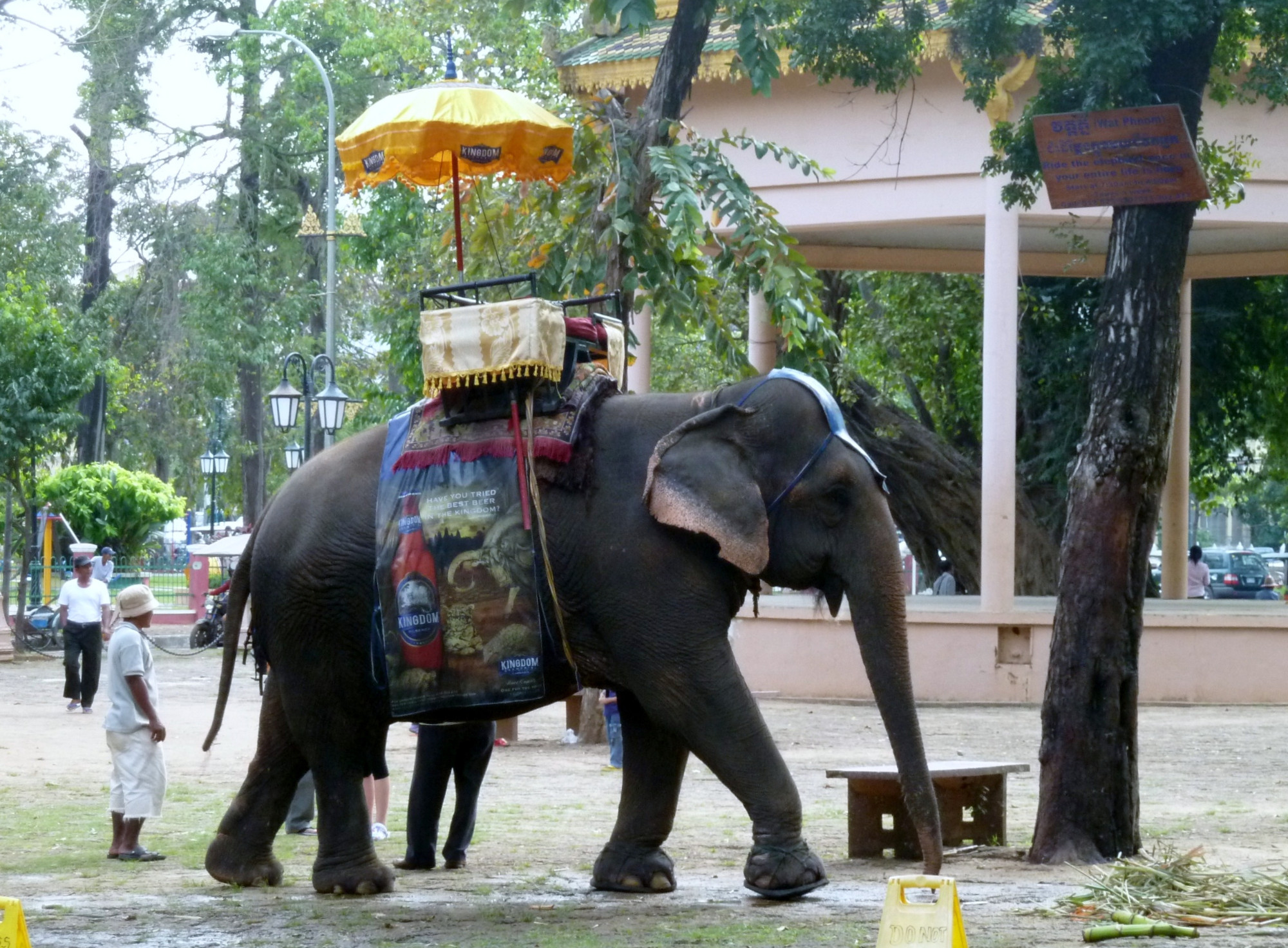 Tourist Elephant