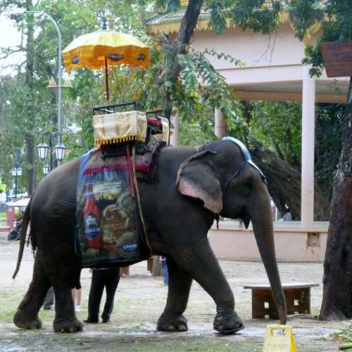 Tourist Elephant