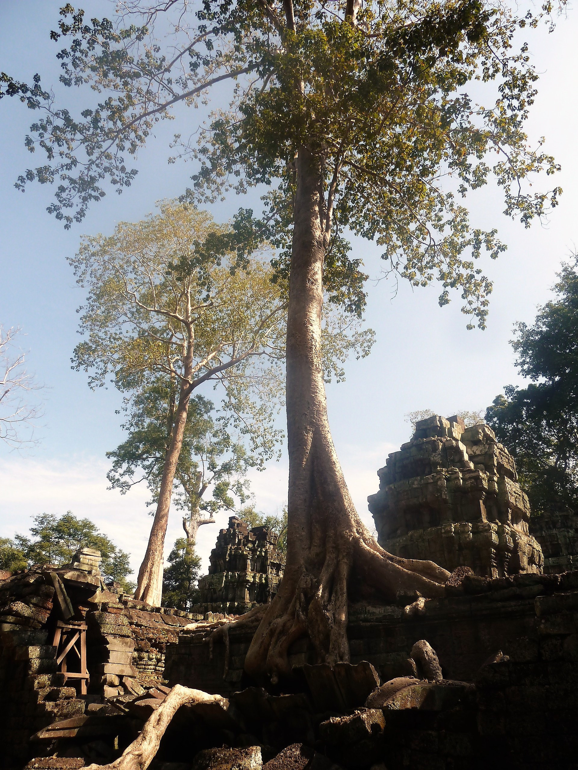 Ta Prohm Temple, Cambodia