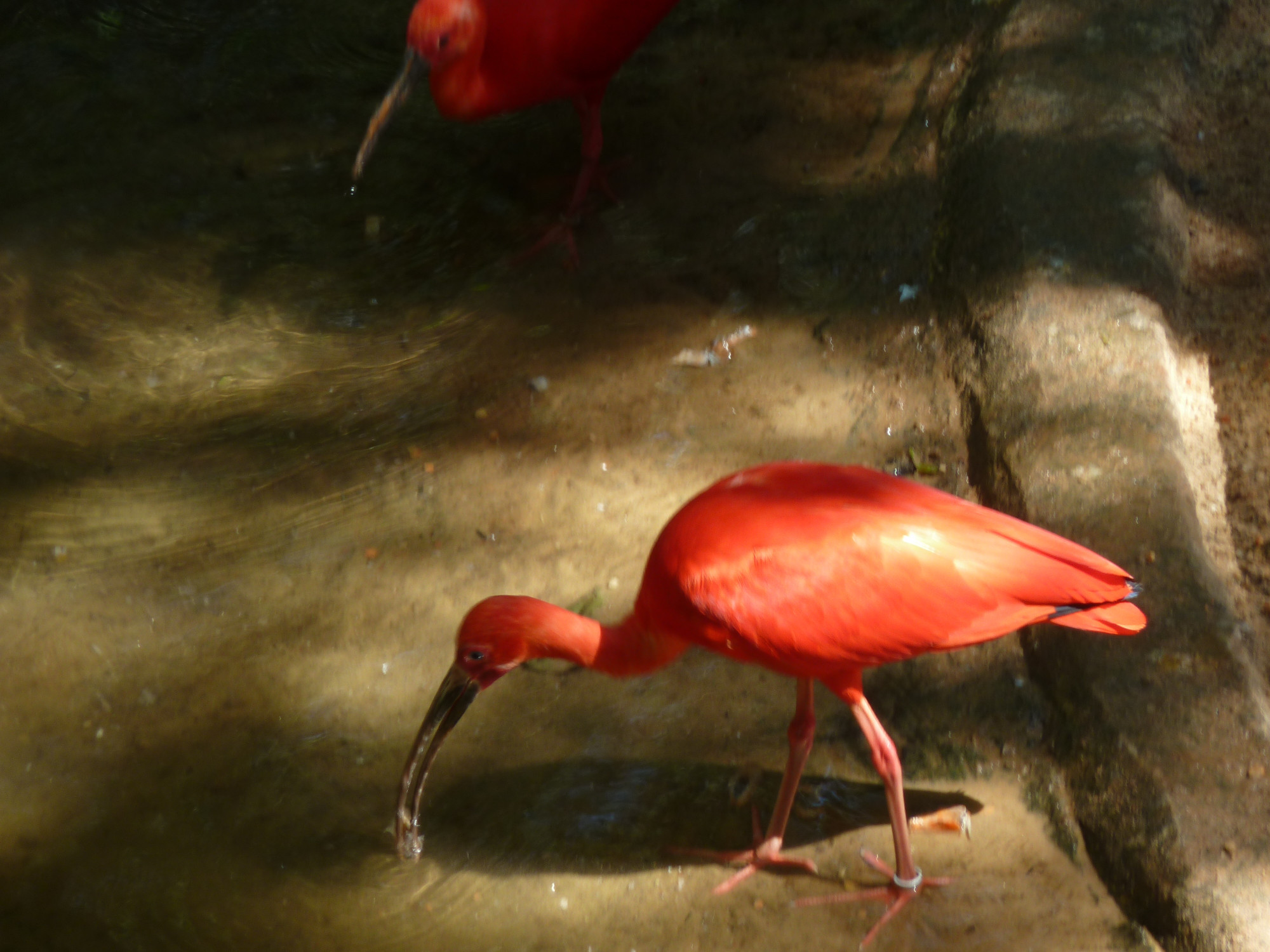 Scarlet Ibis Bird Park