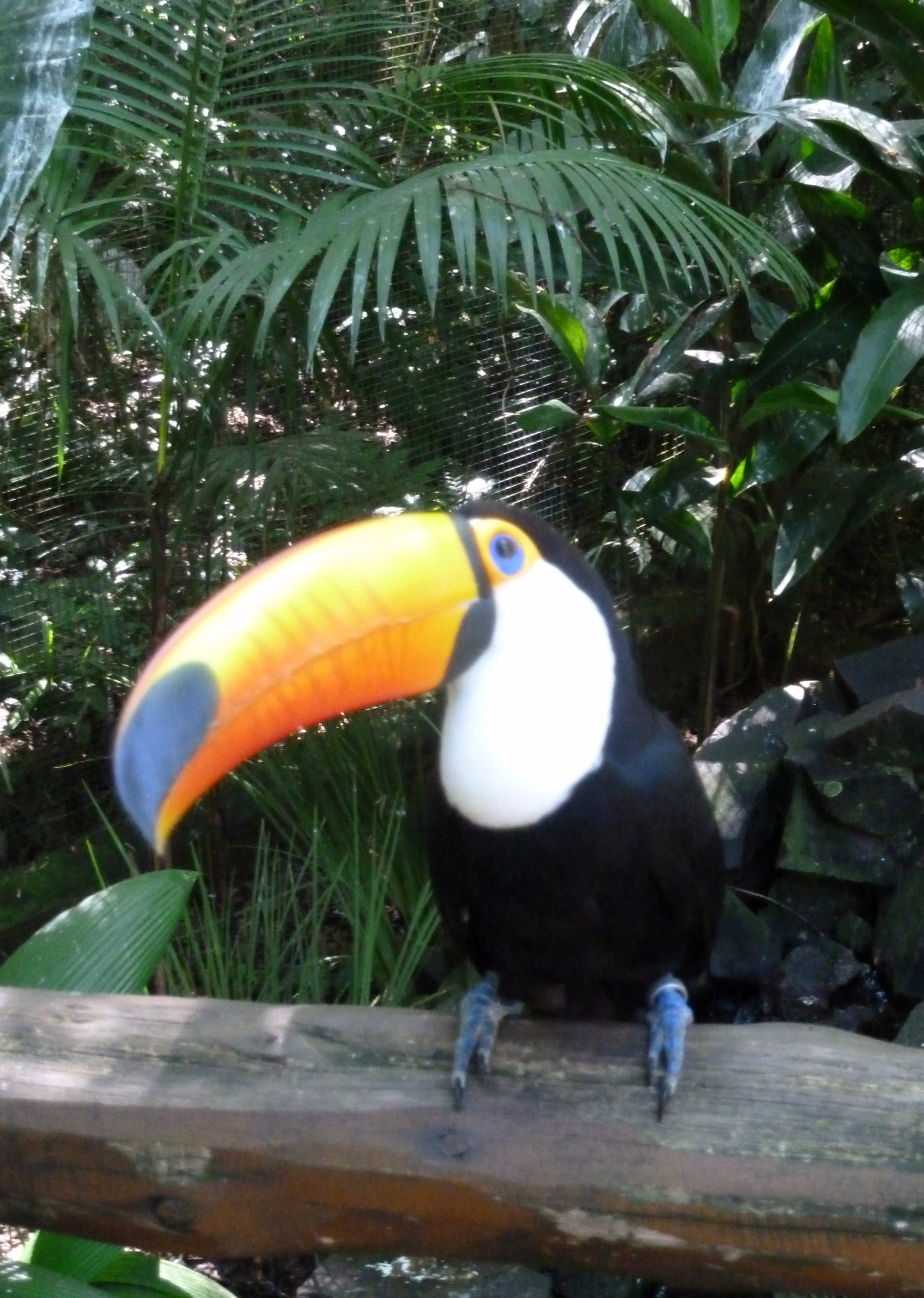 Toucan Bird Park