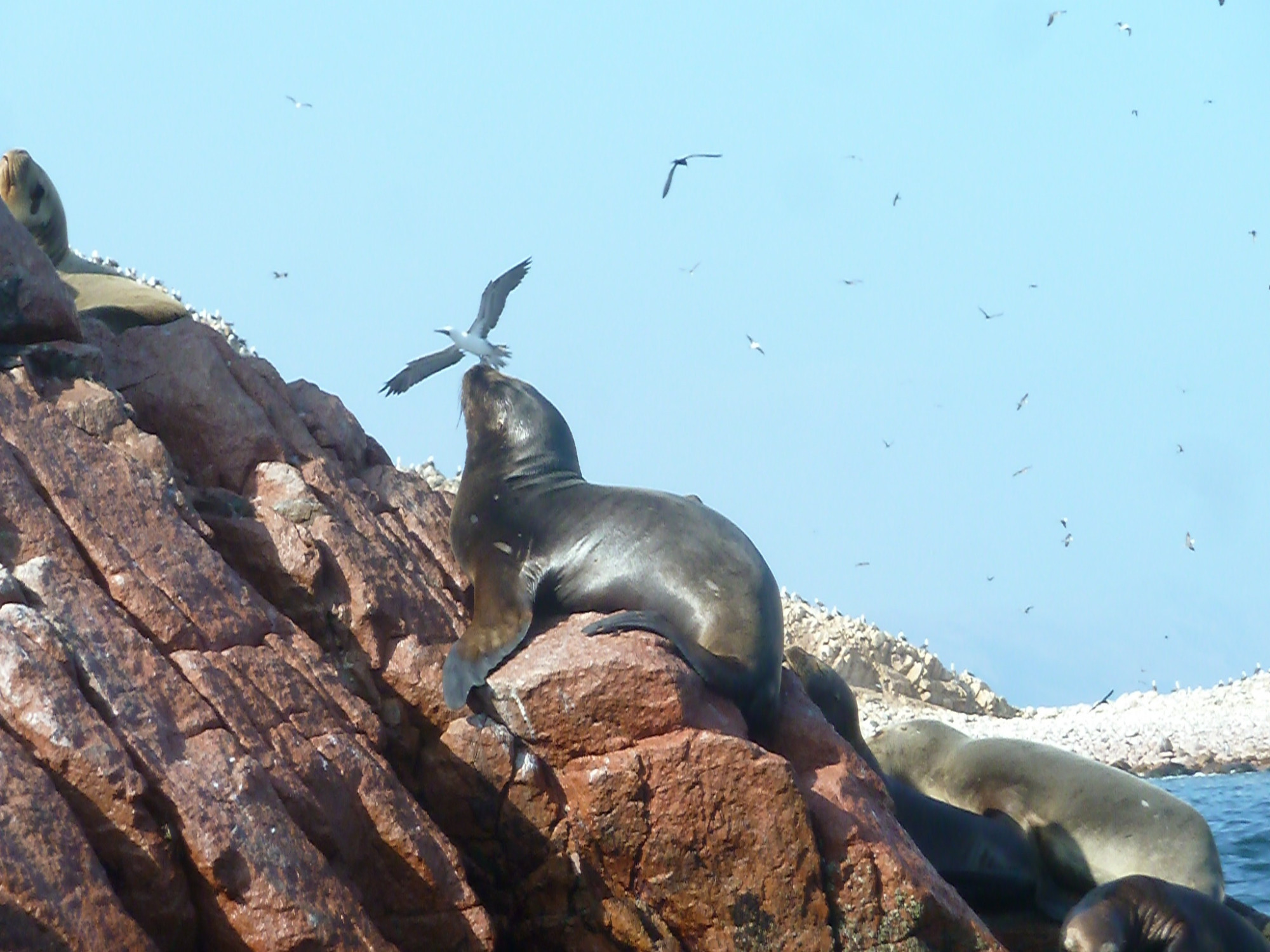 Islas Ballestas, Peru