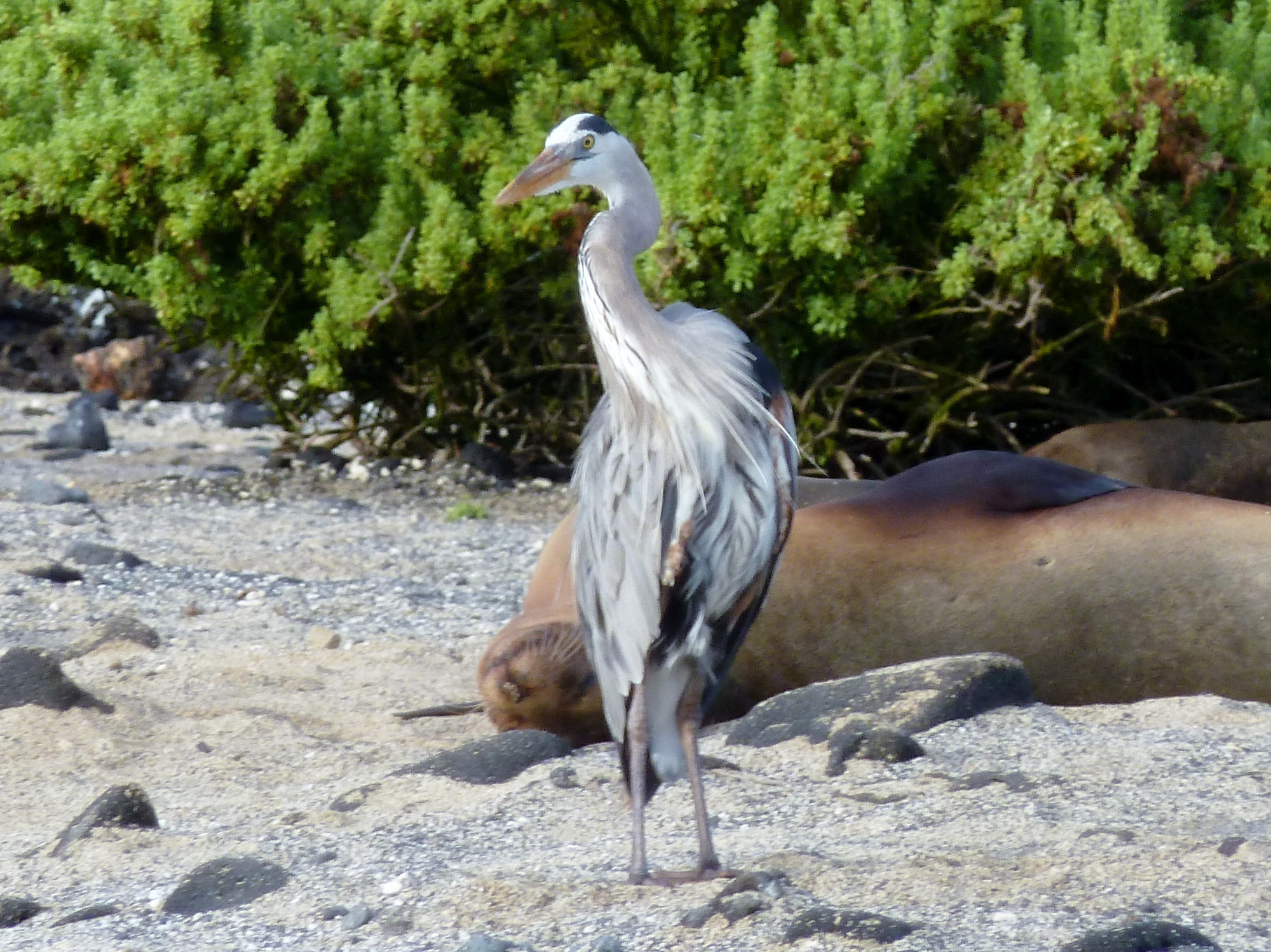 Great blue heron