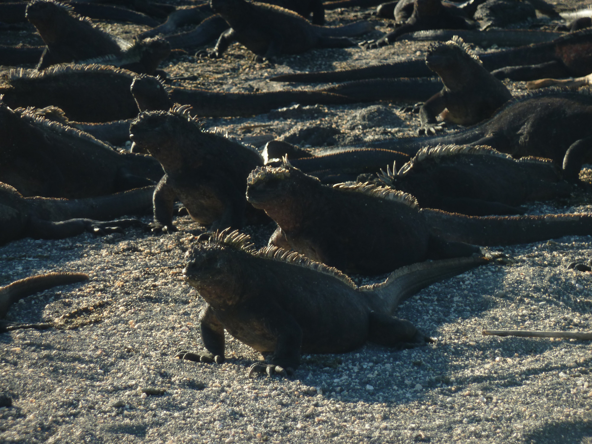 Marine Iguana