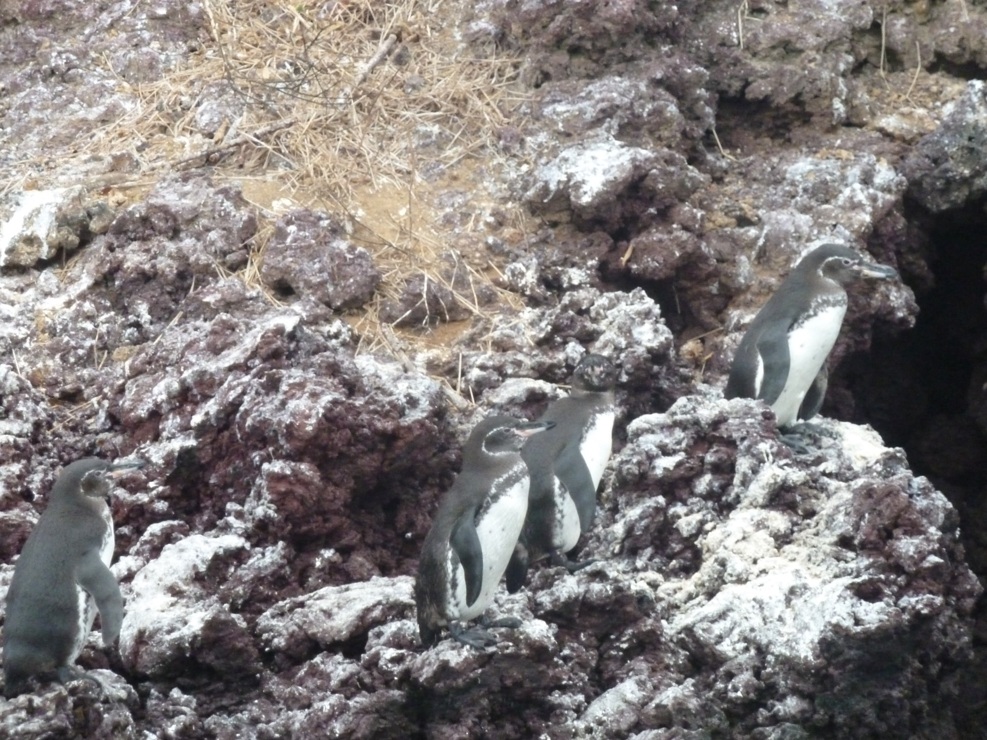 Isabella Island, Ecuador